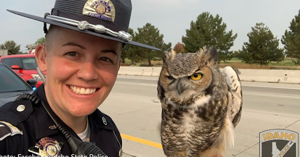 You are currently viewing A police cop saves a great Owl was caught on a busy highway