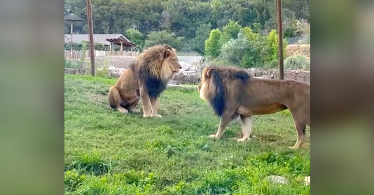 You are currently viewing Must-See: Two brothers lions give each other a cute hug.