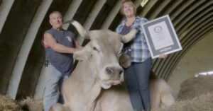 Read more about the article Meet Tommy, who is now known as the world’s tallest steer.