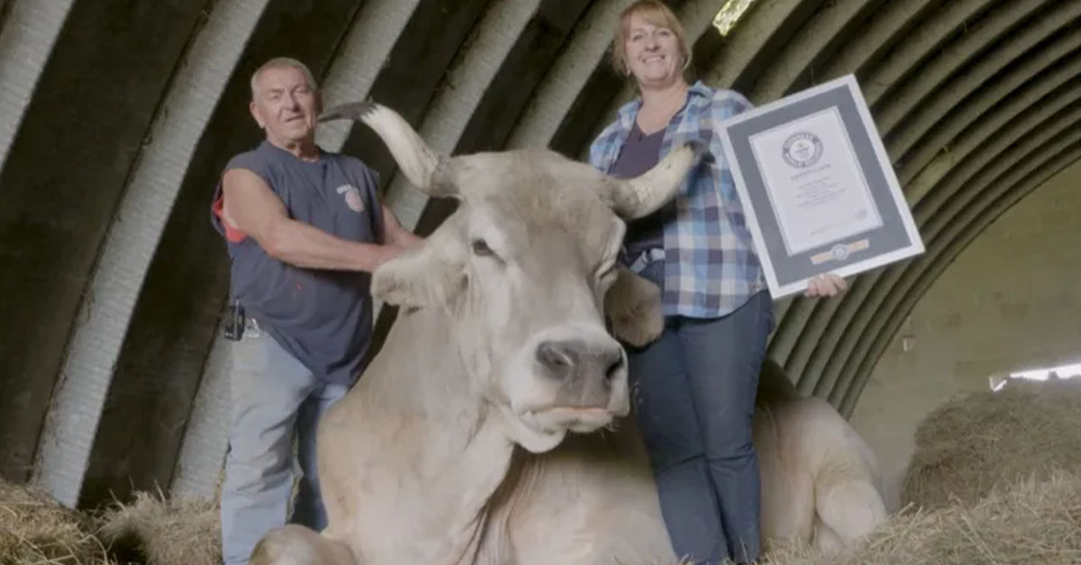You are currently viewing Meet Tommy, who is now known as the world’s tallest steer.