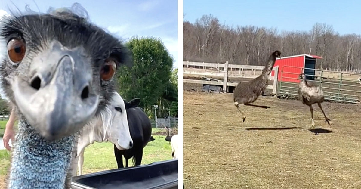 You are currently viewing Birds Have Gone Nuts! The funniest thing you’ll see today is these 5 crazy videos of emus.