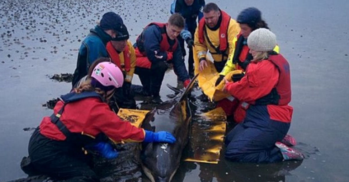 Read more about the article A bottlenose dolphin was saved after it got stuck on a beach.