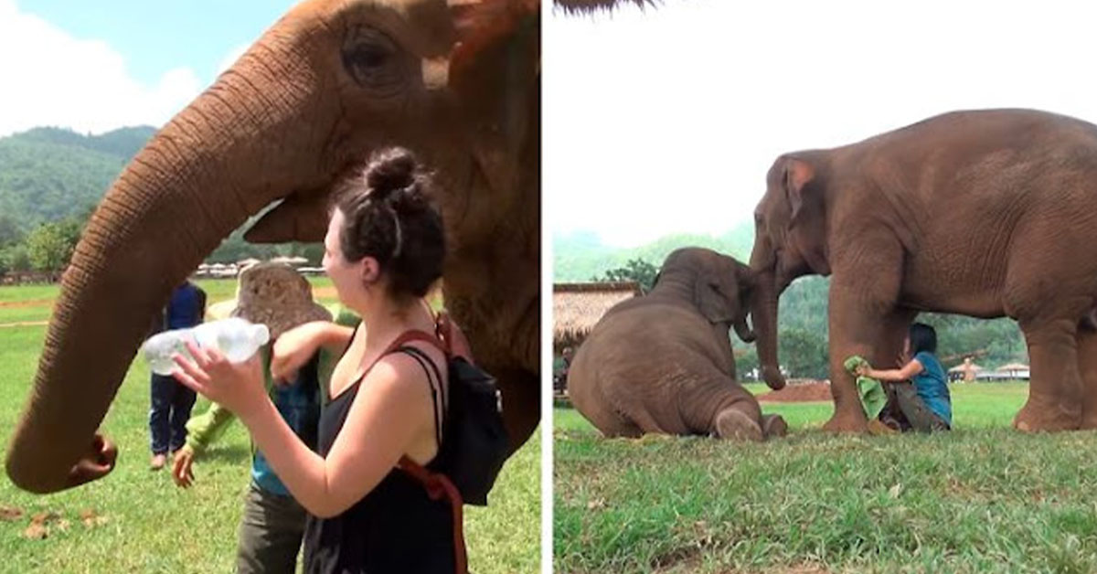 You are currently viewing Elephant Turns Away Visitors So Her Caretaker Can Sing Lullaby To Her Baby (video)