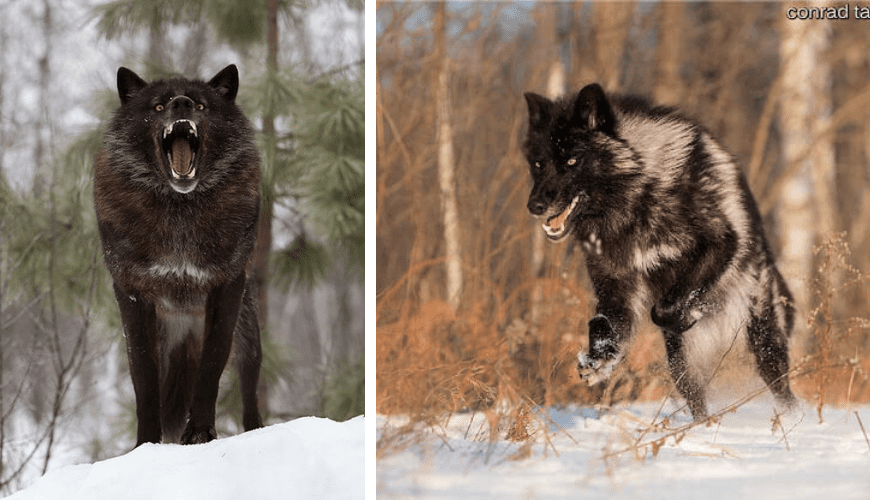 You are currently viewing Beautiful wildlife photography: a skilled photographer gets up close and personal with a black wolf in Minnesota.