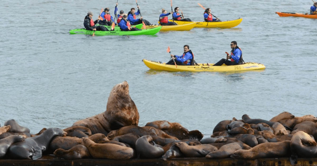 Read more about the article In California, a proud sea lion stands out from its smaller friends.