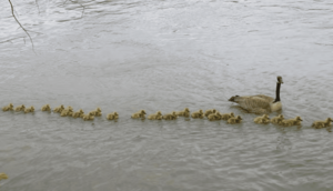 Read more about the article Take a look at Mother Goose, who keeps 47 babies safe.