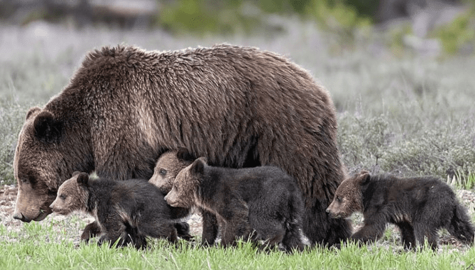 You are currently viewing Super Mom Can’t Be Stopped Even though it is very old, a grizzly bear welcomes its 17th cub! A sweet story about being a mother!