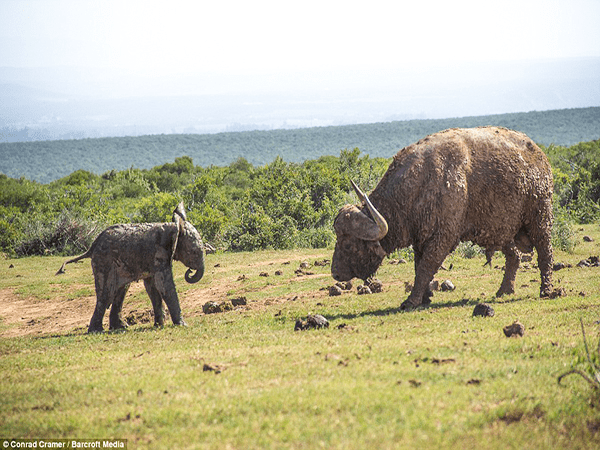 You are currently viewing See how a brave baby elephant fights a wild buffalo.