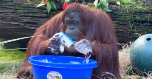 Read more about the article After seeing her caretakers wash their hands, the orangutan washed her hands very well.