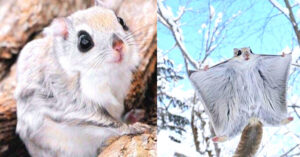 Read more about the article Some people say that Japanese and Siberian flying squirrels are the cutest animals in the world.
