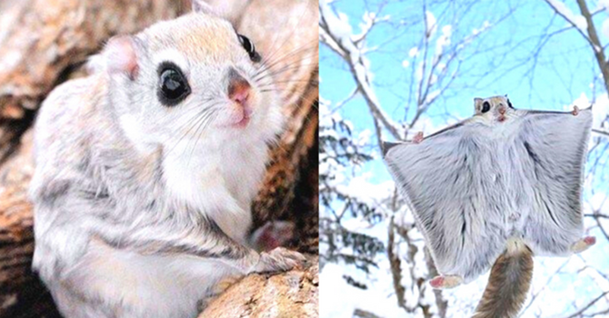 You are currently viewing Some people say that Japanese and Siberian flying squirrels are the cutest animals in the world.