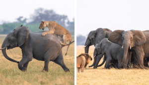 Read more about the article Incredible teamwork: brave elephants protect a weak calf from a lion.