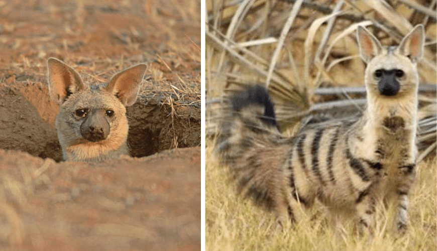 You are currently viewing Find out about the cute aardwolf: The Unknown “Wolf” You’ll Love