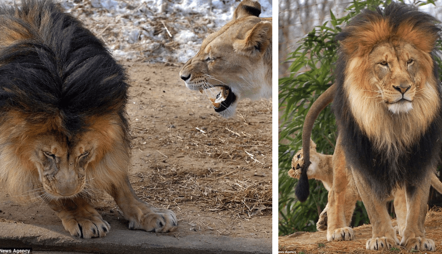 Read more about the article Watch what happens when a male lion roughhouses with cubs in the wild.
