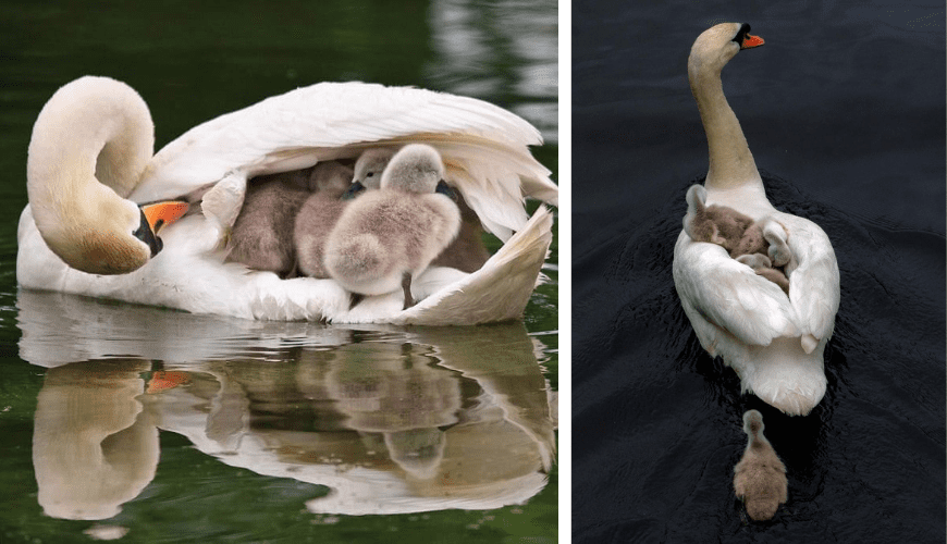 Read more about the article Father Swan is a single parent and carries his six babies on his back.