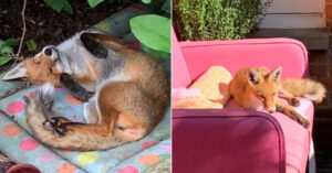 Read more about the article A wild baby fox finds a new home in a woman’s yard, where it sleeps with cats on a sofa in the backyard.
