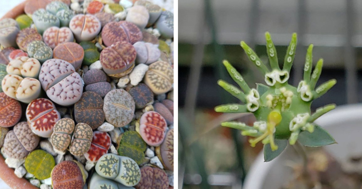 You are currently viewing 20 unusual succulents that look like they came from space