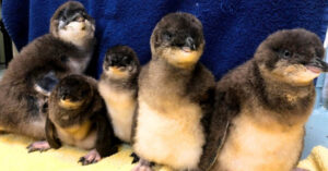 Read more about the article At the New Jersey Aquarium, the baby blue penguins are too cute to handle.