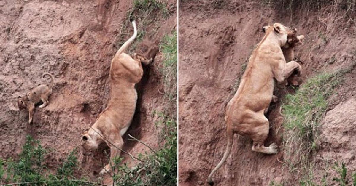 You are currently viewing In a dramatic rescue, a mother lion puts her own life at risk to save her cub.