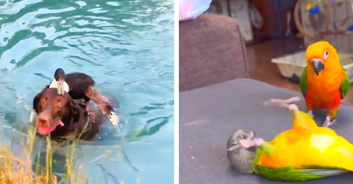You are currently viewing Five times when funny birds were caught on camera.