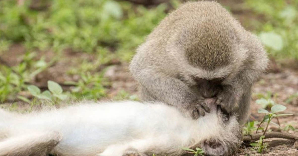 Read more about the article A Wonderful Moment When the Monkey Saved the Life of His Friend by Helping Him Breathe!