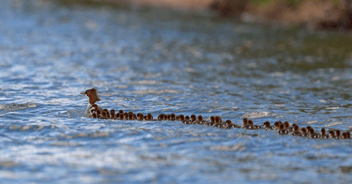 You are currently viewing A mother duck with 56 ducklings was seen on a lake in Minnesota.