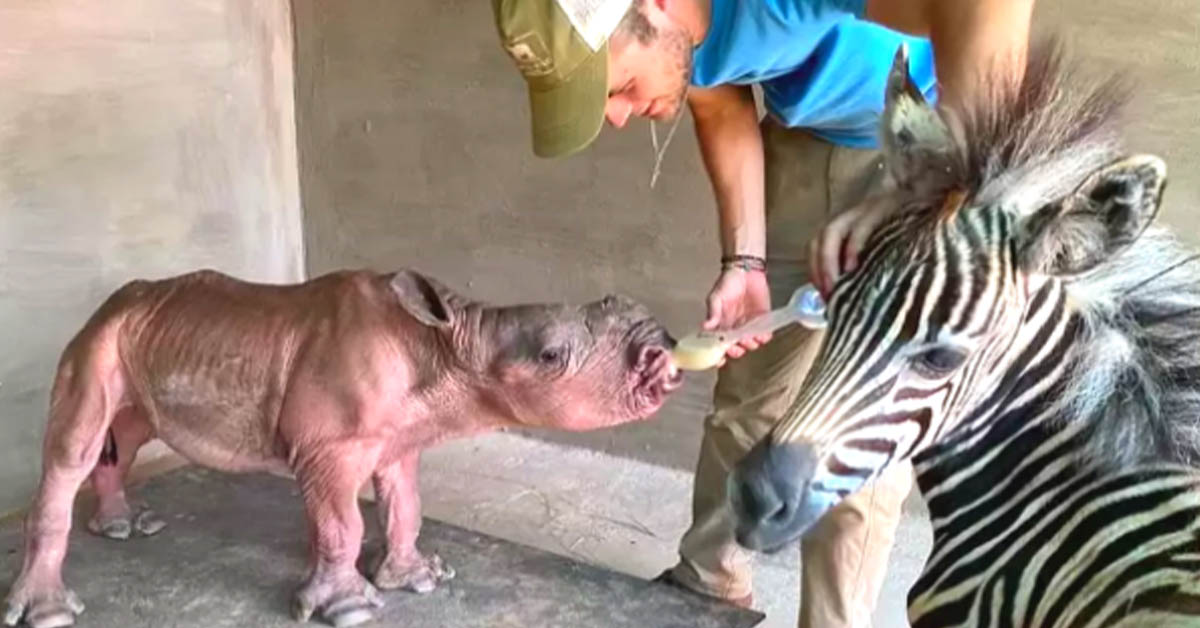 You are currently viewing The two adorable friends, a zebra and a rhino, who helped each other get better.