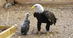 Read more about the article (Pictures and video) A male bald eagle trying to hatch a rock has been given a chick to raise.