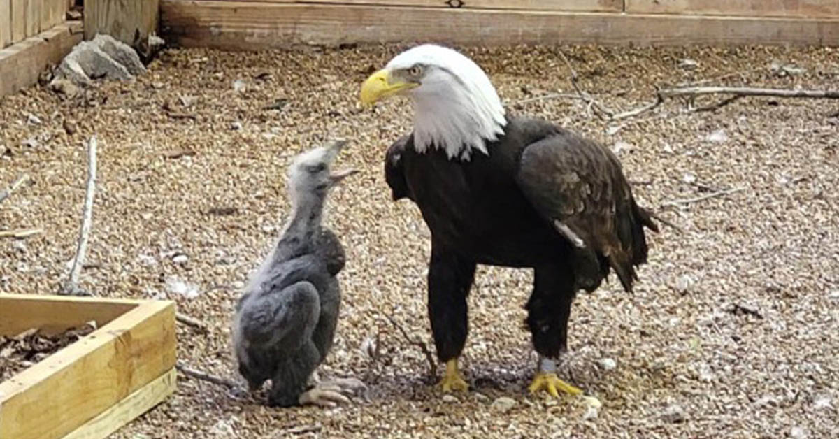 You are currently viewing (Pictures and video) A male bald eagle trying to hatch a rock has been given a chick to raise.