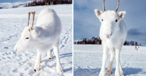 Read more about the article Ultra Rare White Baby Reindeer Spotted Using Snow As Camouflage In Norway