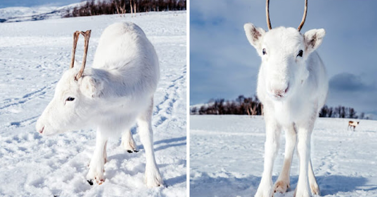 You are currently viewing Ultra Rare White Baby Reindeer Spotted Using Snow As Camouflage In Norway
