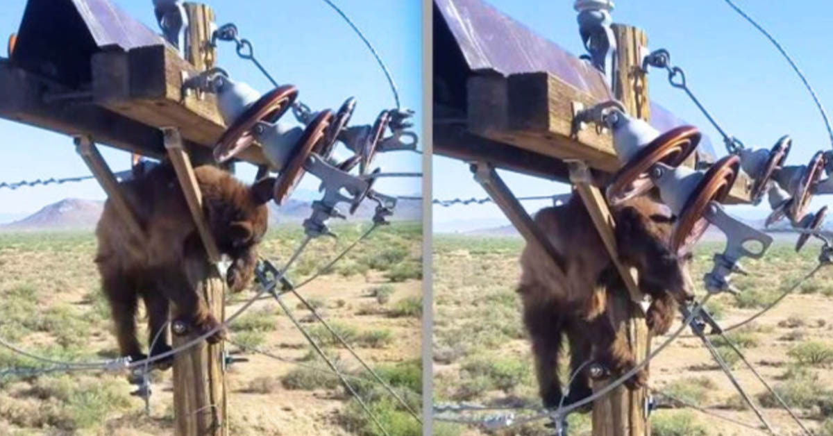 You are currently viewing The “poor bear stuck” on a power pole was saved by kind-hearted utility workers.