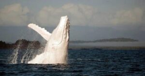 Read more about the article Migaloo, the world’s most beloved rare white whale, has been seen for the very first time!Watch this video