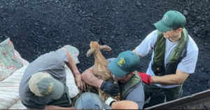 Read more about the article A scared baby deer who got stuck on a coal barge was returned to its mother safely.