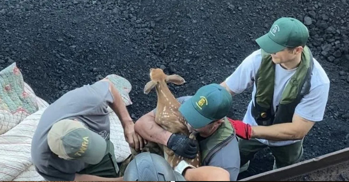 You are currently viewing A scared baby deer who got stuck on a coal barge was returned to its mother safely.