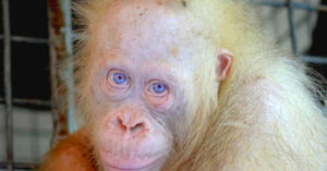 Read more about the article A very rare albino orangutan that was being kept in a box in a village has been saved.