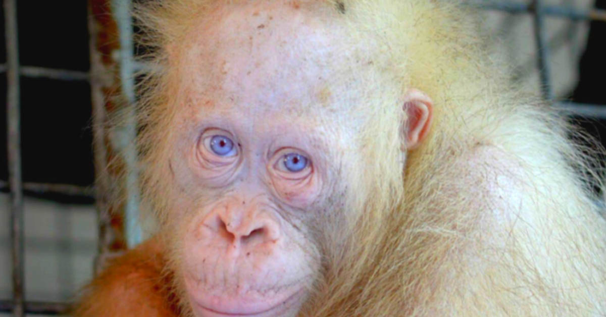 You are currently viewing A very rare albino orangutan that was being kept in a box in a village has been saved.
