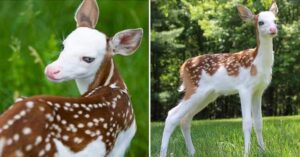 Read more about the article Because its mother no longer loves it, a rare white-faced fawn finds happiness on an animal farm.