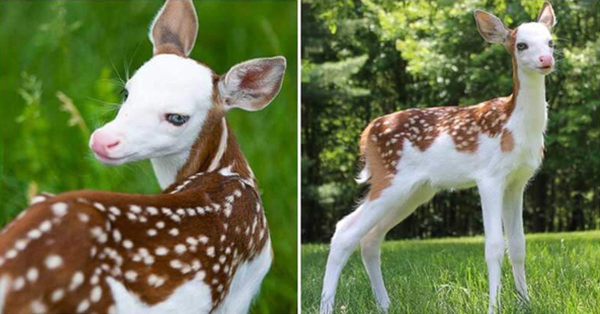 You are currently viewing Because its mother no longer loves it, a rare white-faced fawn finds happiness on an animal farm.