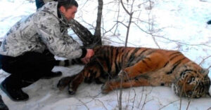 Read more about the article A Wild Tiger Asks A Man For Help To Get Noose Off Around Its Neck
