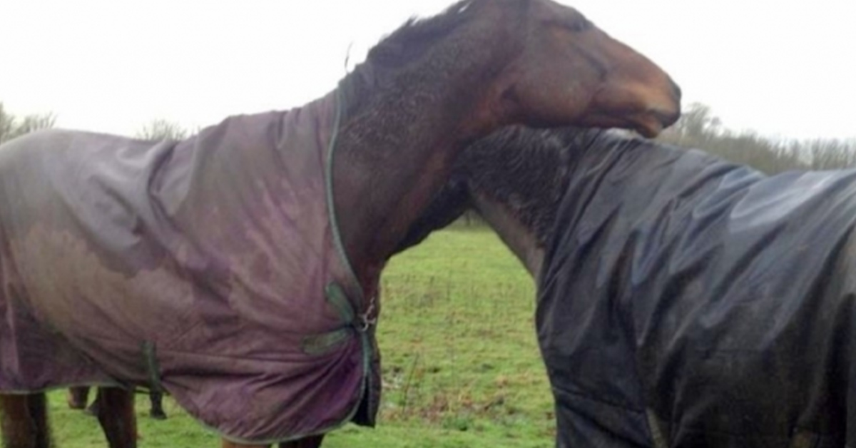 You are currently viewing When a horse sees its best friend after four long years, it loses control and goes crazy with happiness (video).