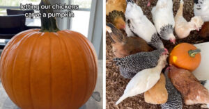 Read more about the article Carving pumpkins is going the way of the dodo: 4 Chickens That Carved Amazing Pumpkins