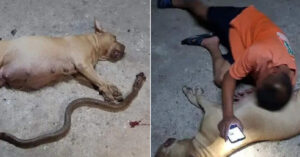 Read more about the article A pit bull di.es bravely to protect his family from a poisonous snake.