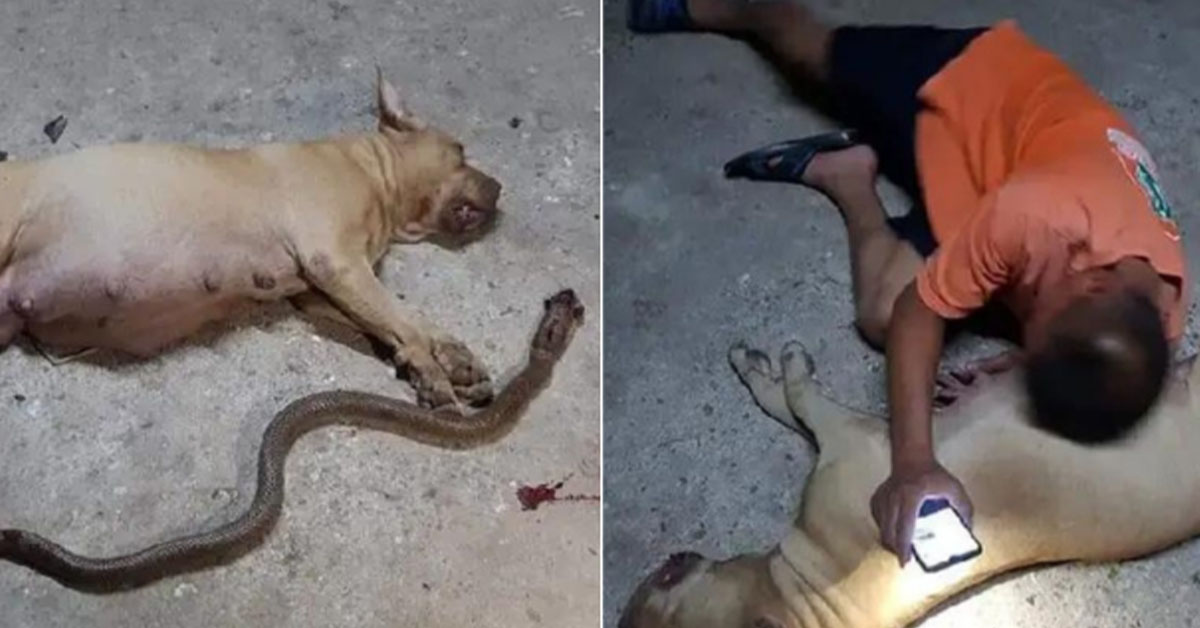 You are currently viewing A pit bull di.es bravely to protect his family from a poisonous snake.