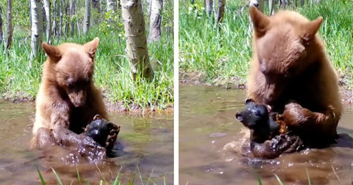 You are currently viewing A bear cub is bathing happily, like a child, using a toy bear that he just happened to find!(video)