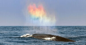 Read more about the article Watch the amazing video of a blue whale making a rainbow heart.