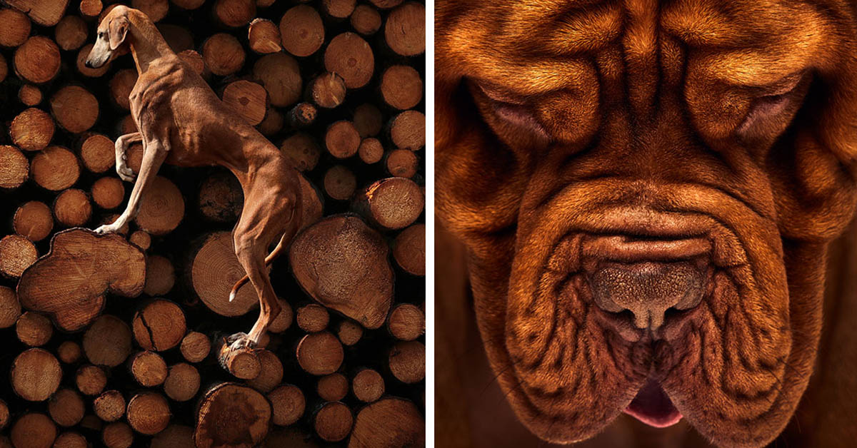 Read more about the article 15 Photos That Won Awards at the 2023 International Pet Photography Contest