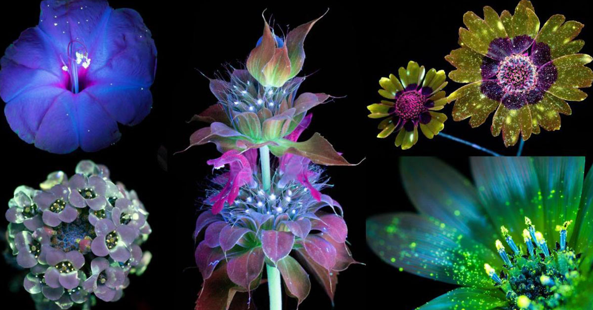 You are currently viewing Here is how butterflies and bees perceive flowers. Why wouldn’t they enjoy them, then?
