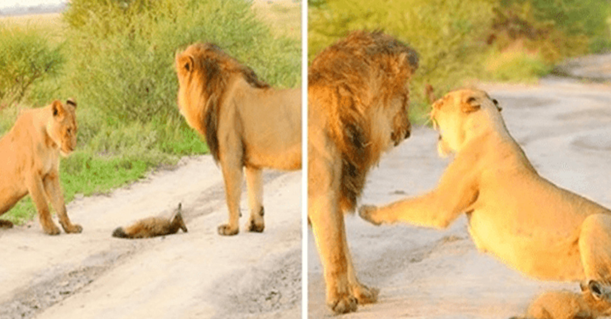You are currently viewing A lioness takes in a hurt baby fox and keeps him from being eaten by a hungry lion (video).