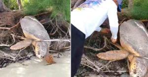 Read more about the article The kind man who brought back to life the ‘dead’ giant turtle